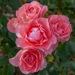 Jardins de France (Жарден де Франс)